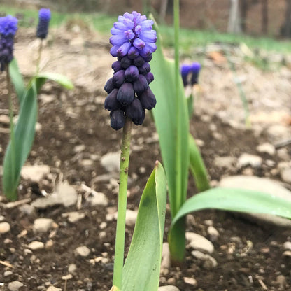 Muscari latifolium vendor-unknown