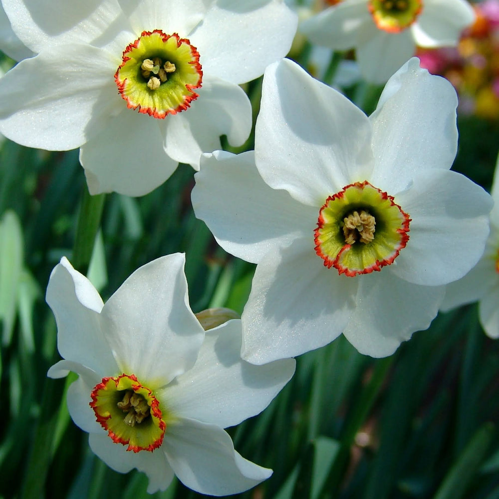 Narcissus 'Pheasant's Eye'