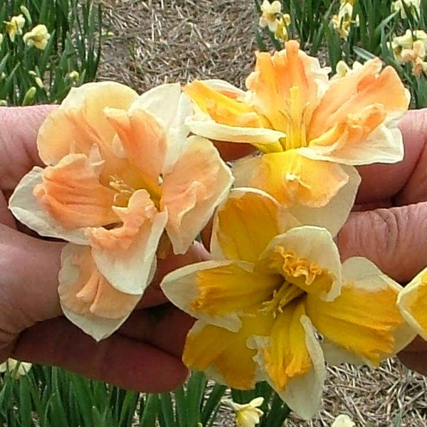 Narcissus 'Rainbow of Colors'