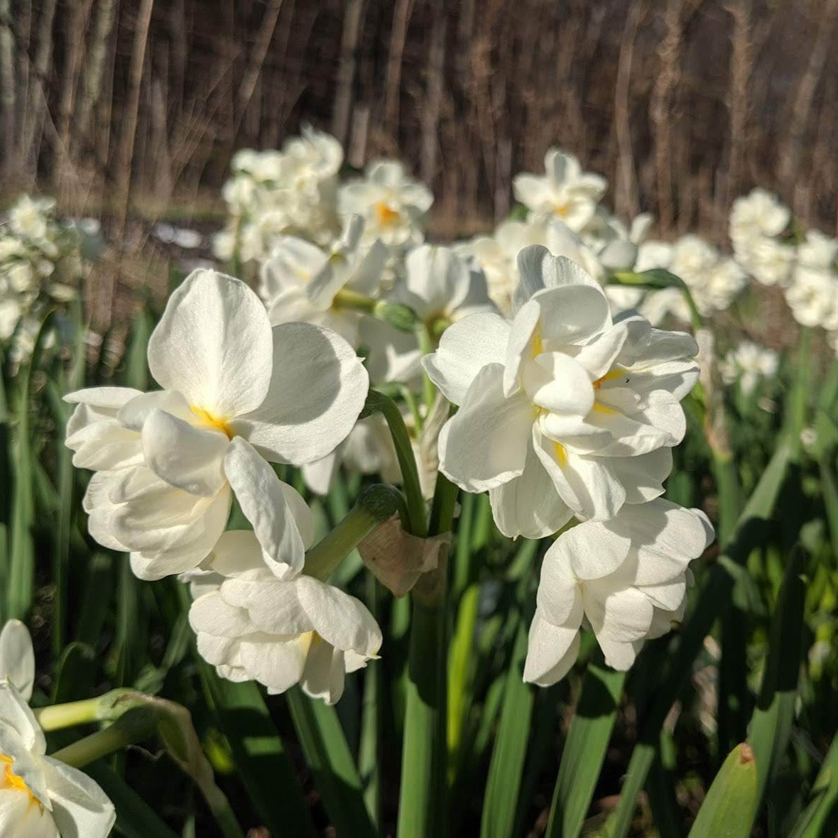 Narcissus &quot;Bridal Crown&quot; vendor-unknown