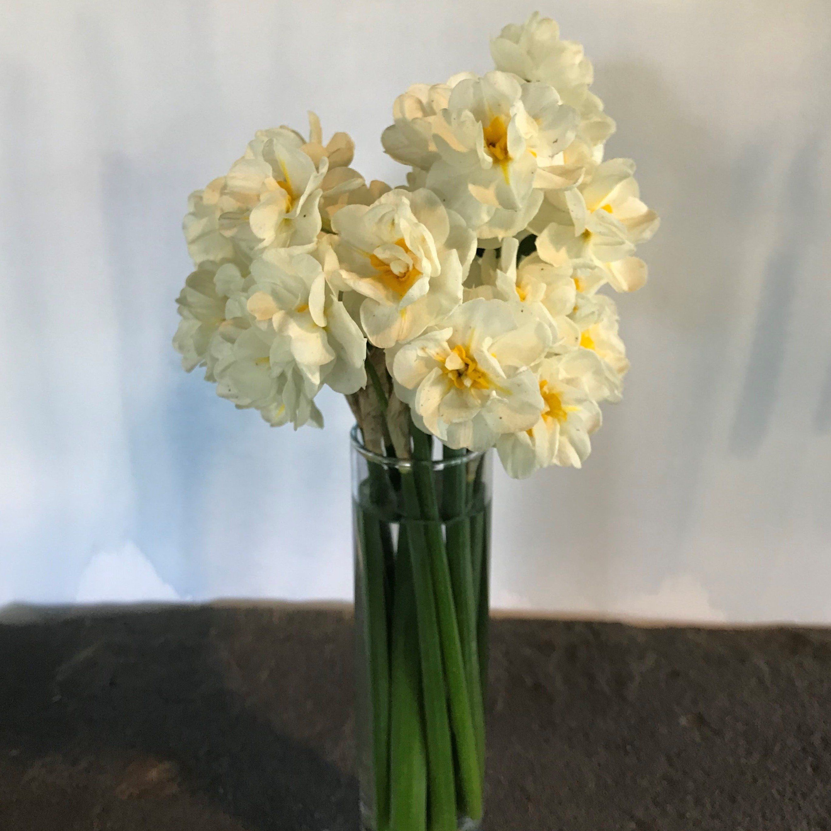 Narcissus &quot;Bridal Crown&quot; vendor-unknown