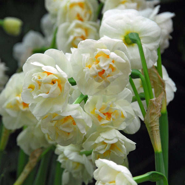 Narcissus "Bridal Crown" vendor-unknown