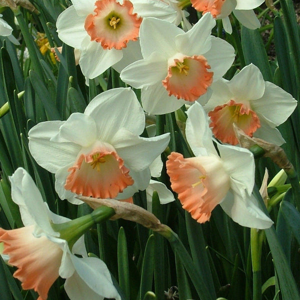 Narcissus "Pink Charm" vendor-unknown