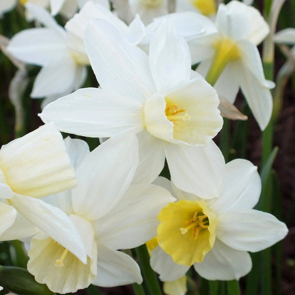 Narcissus "Sailboat" vendor-unknown