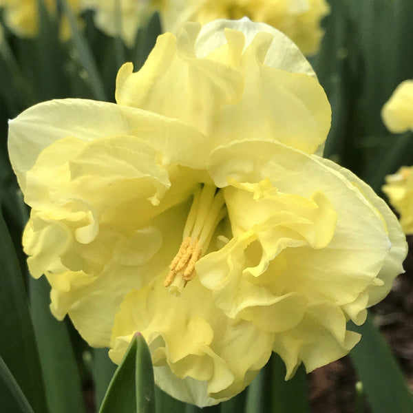 Narcissus "Sunnyside Up" vendor-unknown