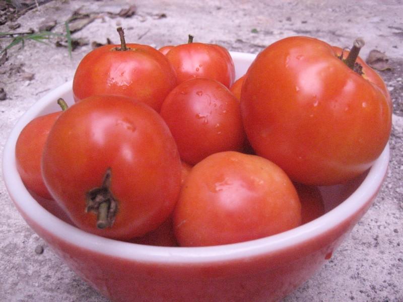 New Yorker Tomato vendor-unknown