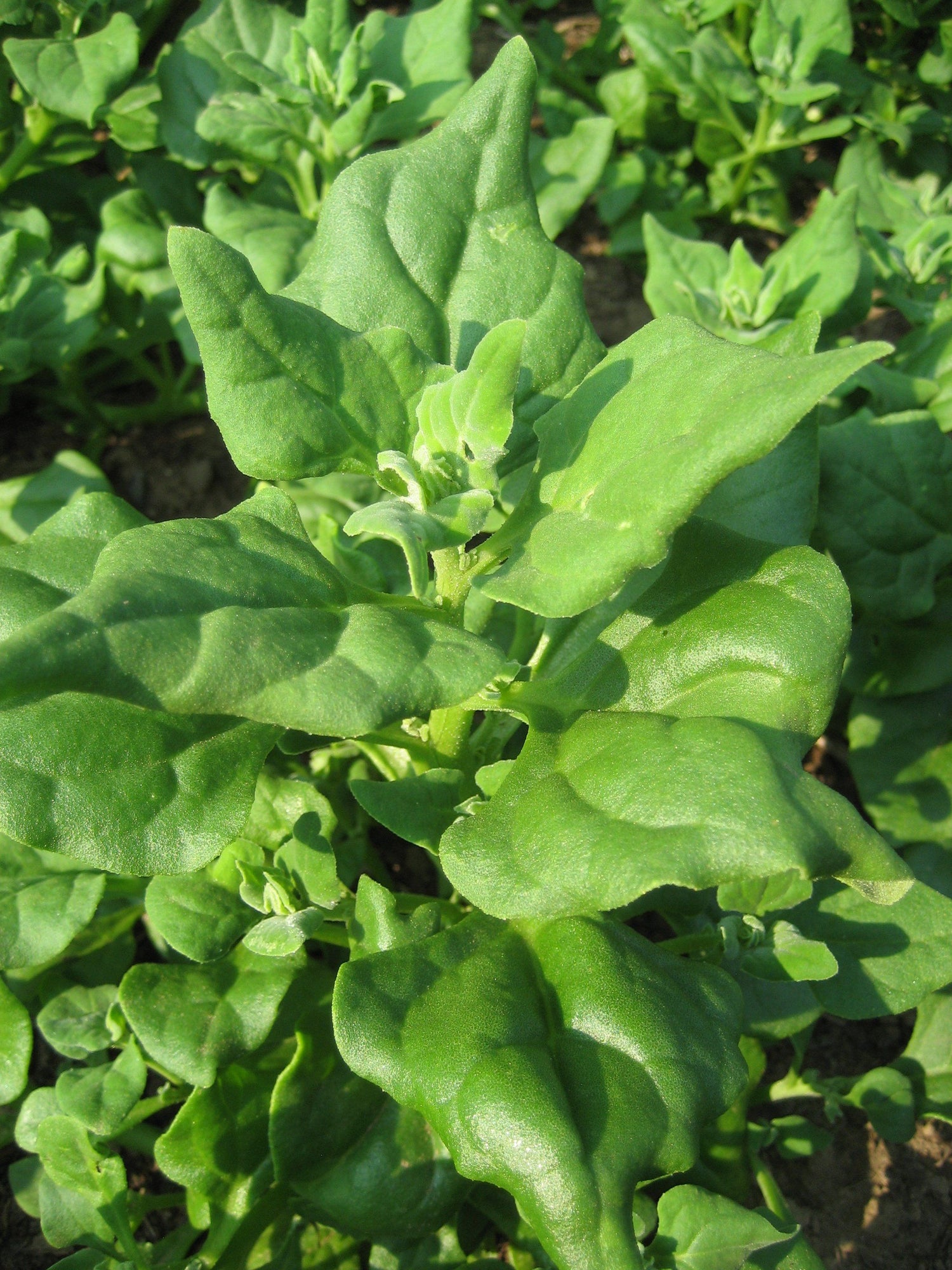 New Zealand Spinach vendor-unknown