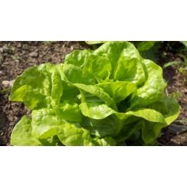 North Pole Lettuce vendor-unknown