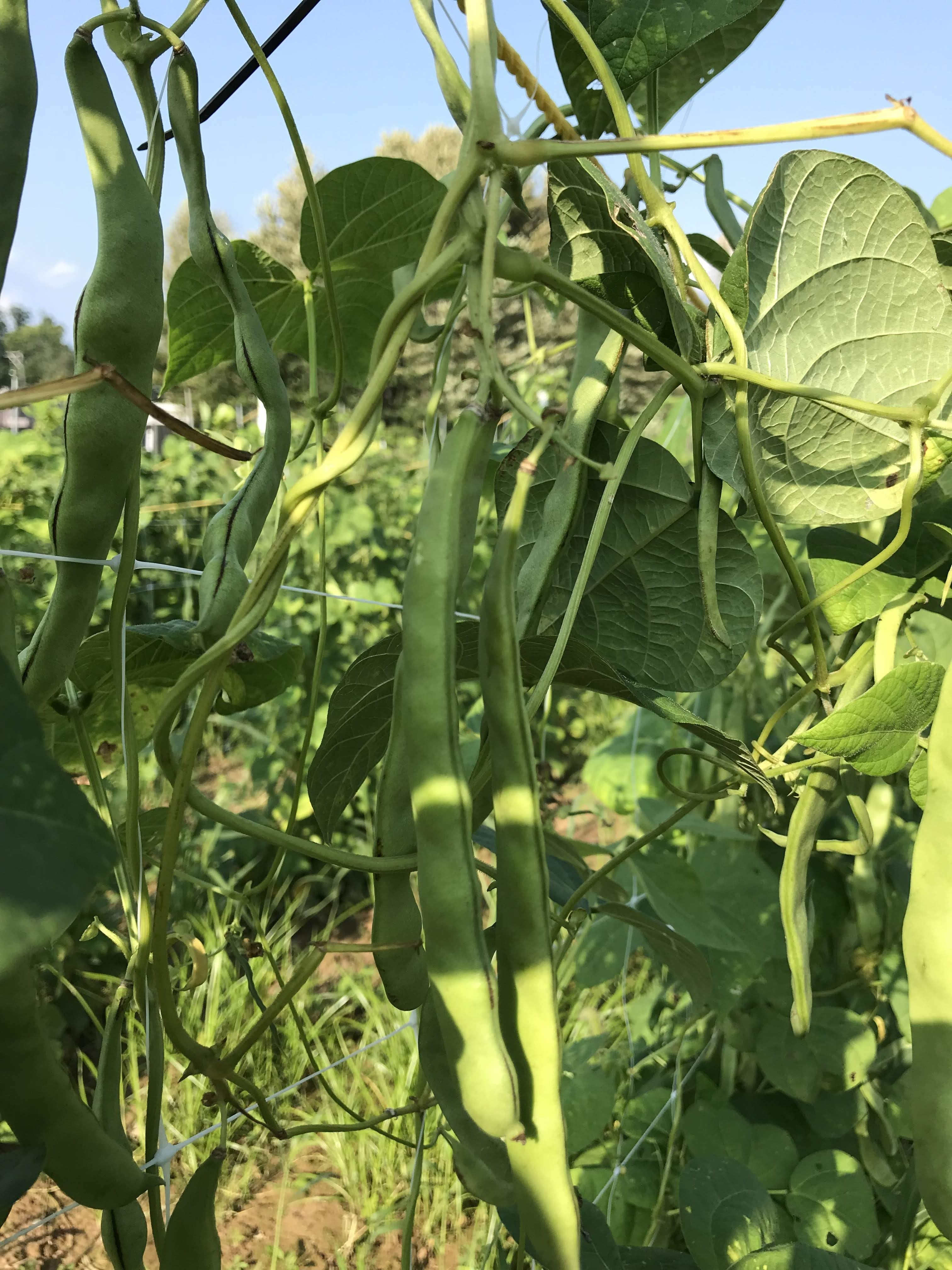 Northeaster Pole Bean vendor-unknown