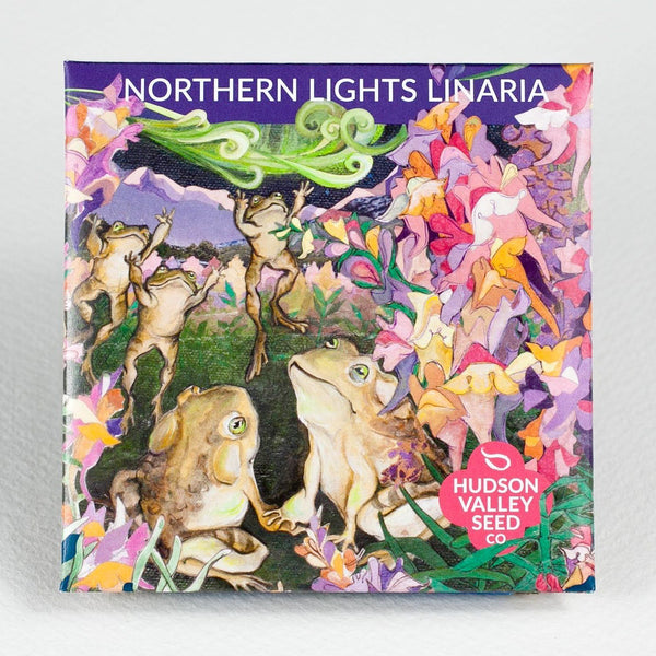 Northern Lights Linaria vendor-unknown