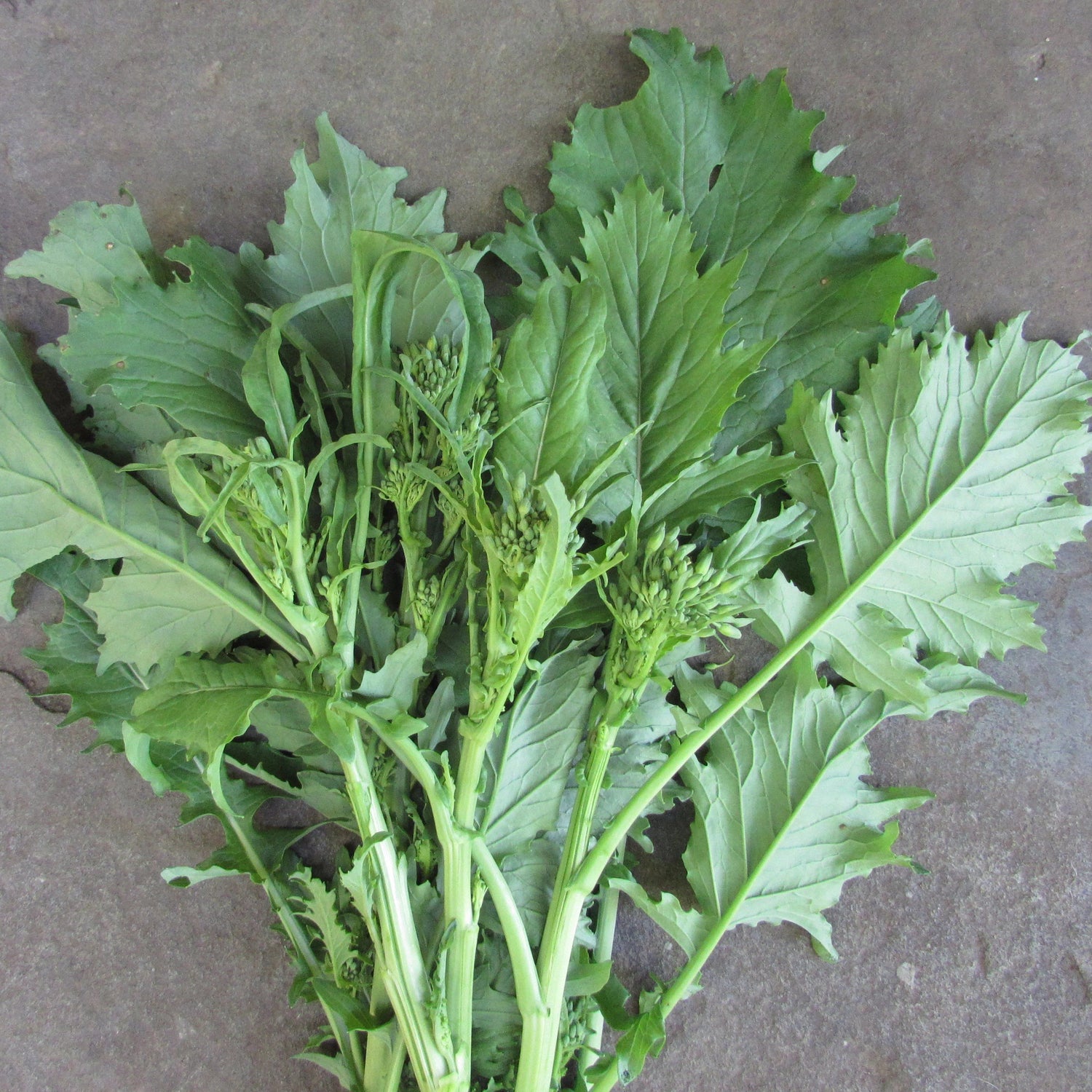 Novantina Broccoli Raab vendor-unknown