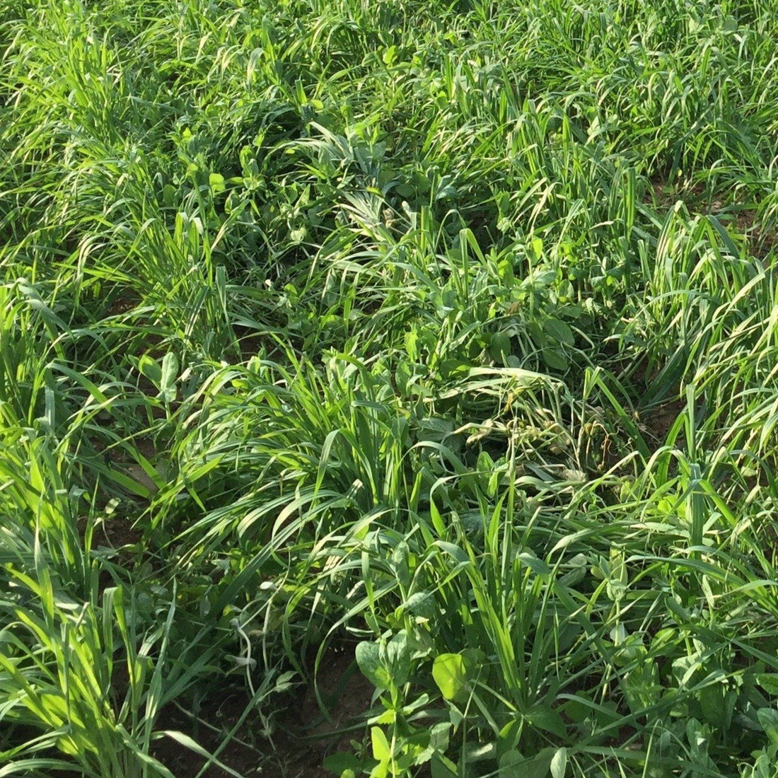 Oats Cover Crop Seed vendor-unknown