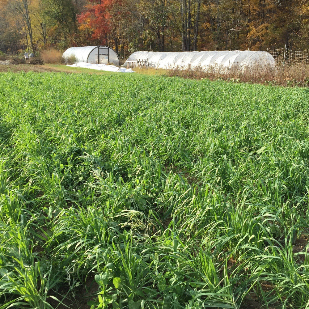 Oats and Field Peas Cover Crop Seed vendor-unknown