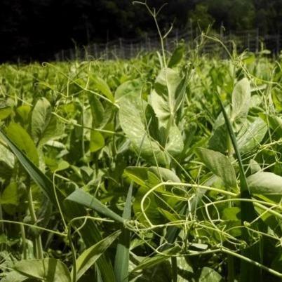 Oats and Field Peas Cover Crop Seed vendor-unknown