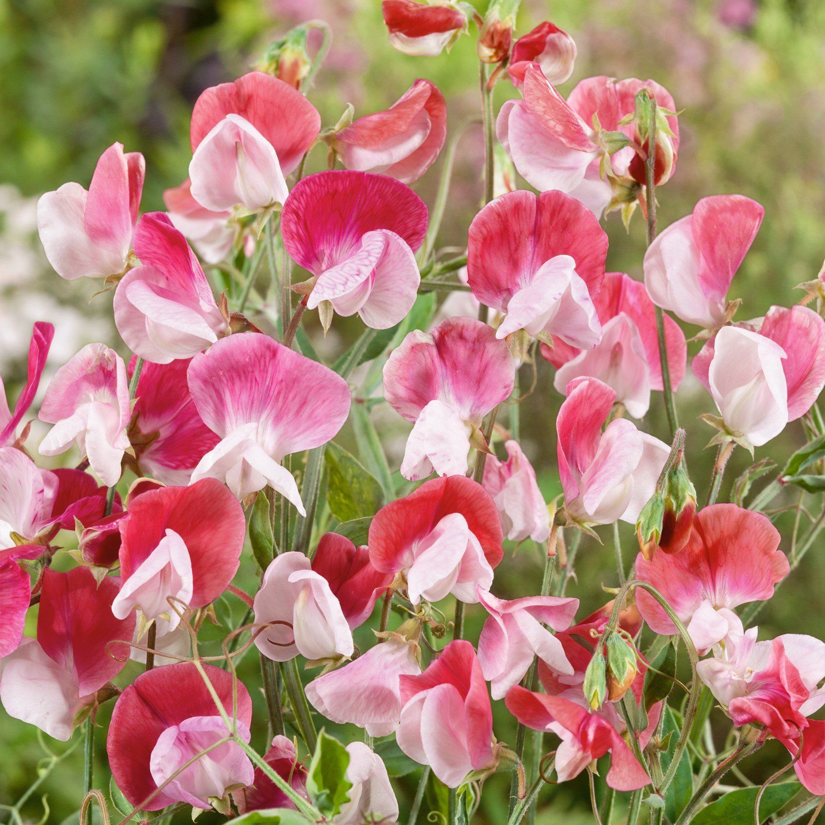 Painted Lady Sweet Pea vendor-unknown