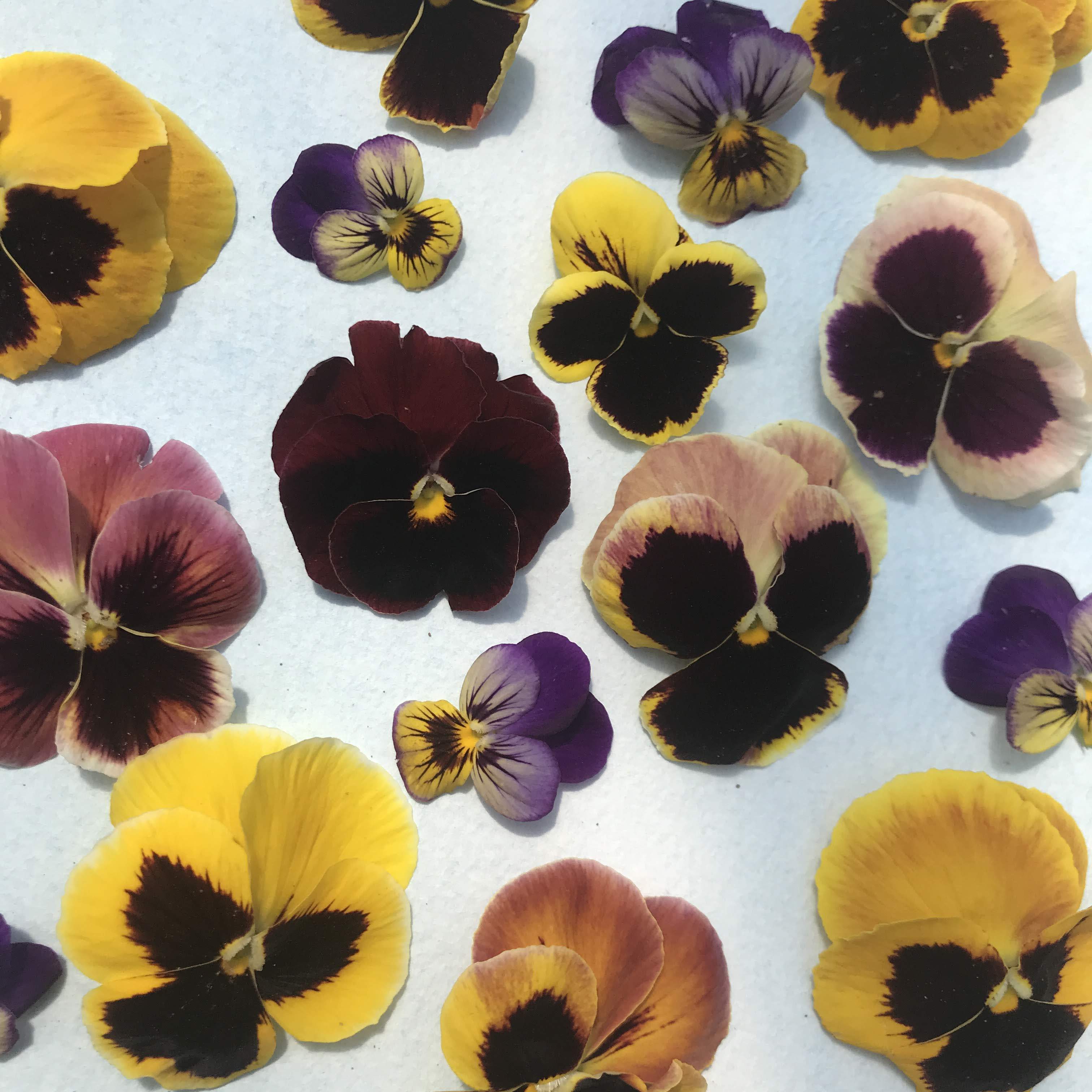 Pansy Mix vendor-unknown