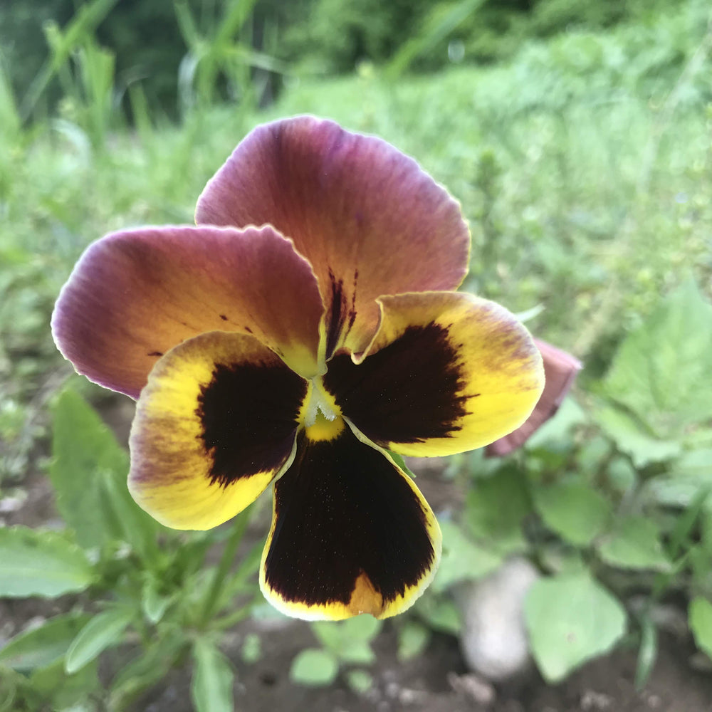 Pansy Mix vendor-unknown