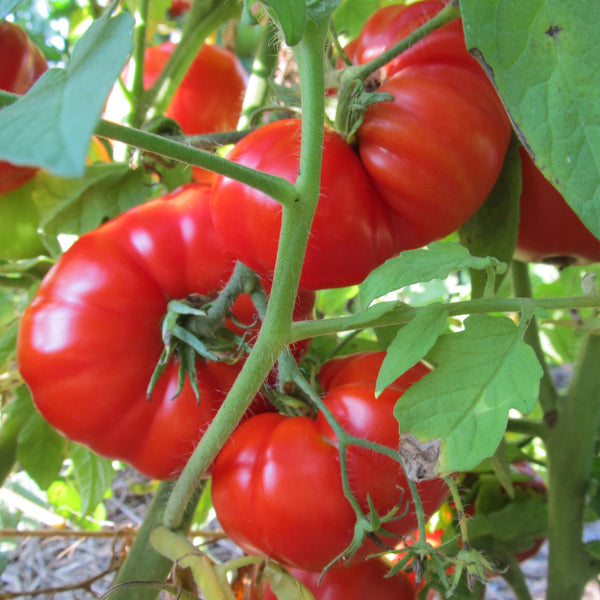 Pantano Romanesco Tomato vendor-unknown