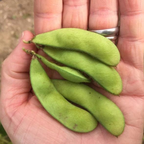 Panther Edamame Soybean vendor-unknown