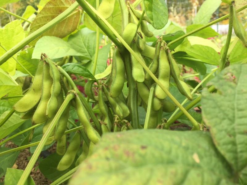 Panther Edamame Soybean vendor-unknown