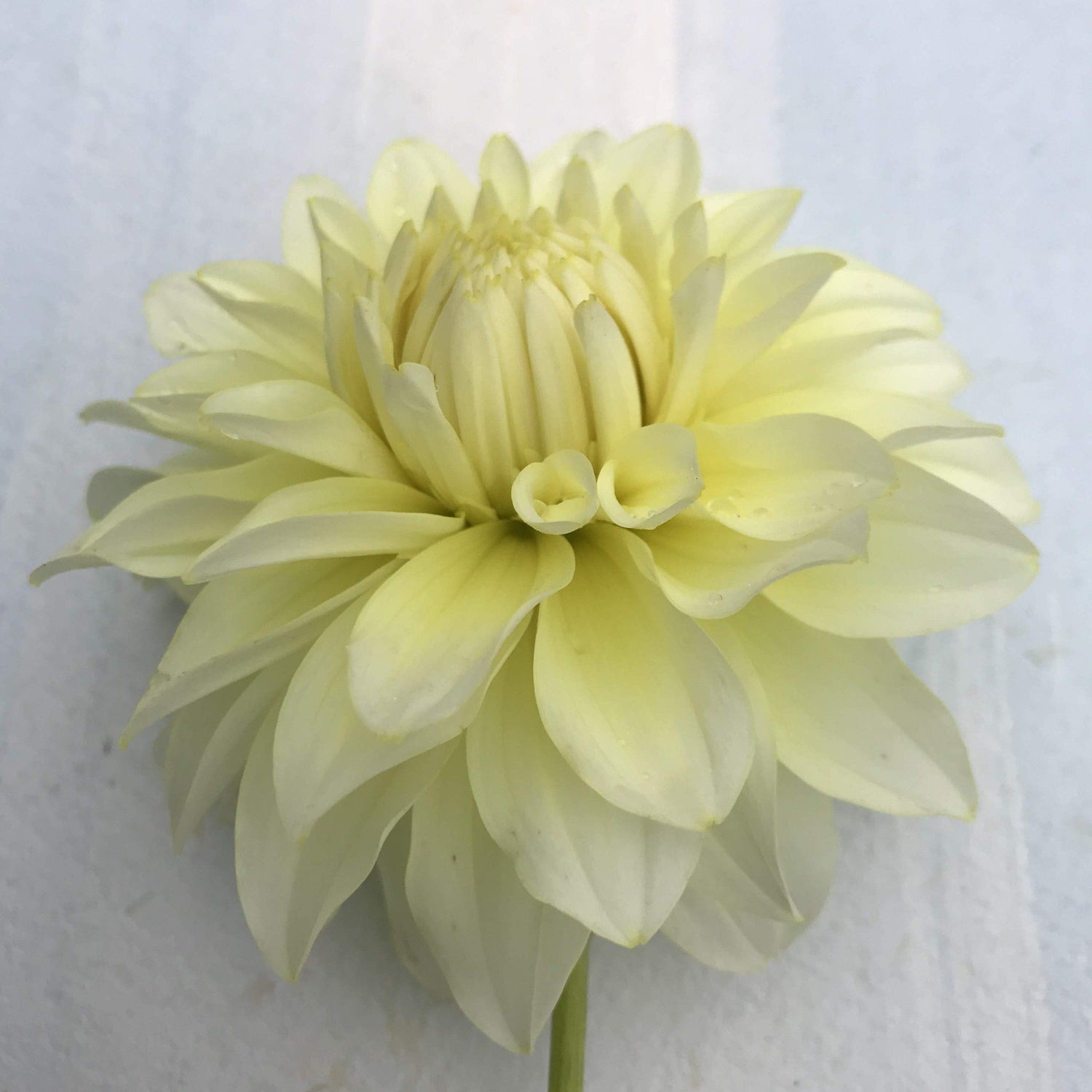 Parakeet Dahlia Tuber vendor-unknown