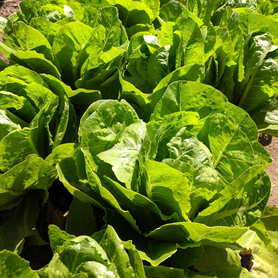 Parris Island Cos Lettuce vendor-unknown