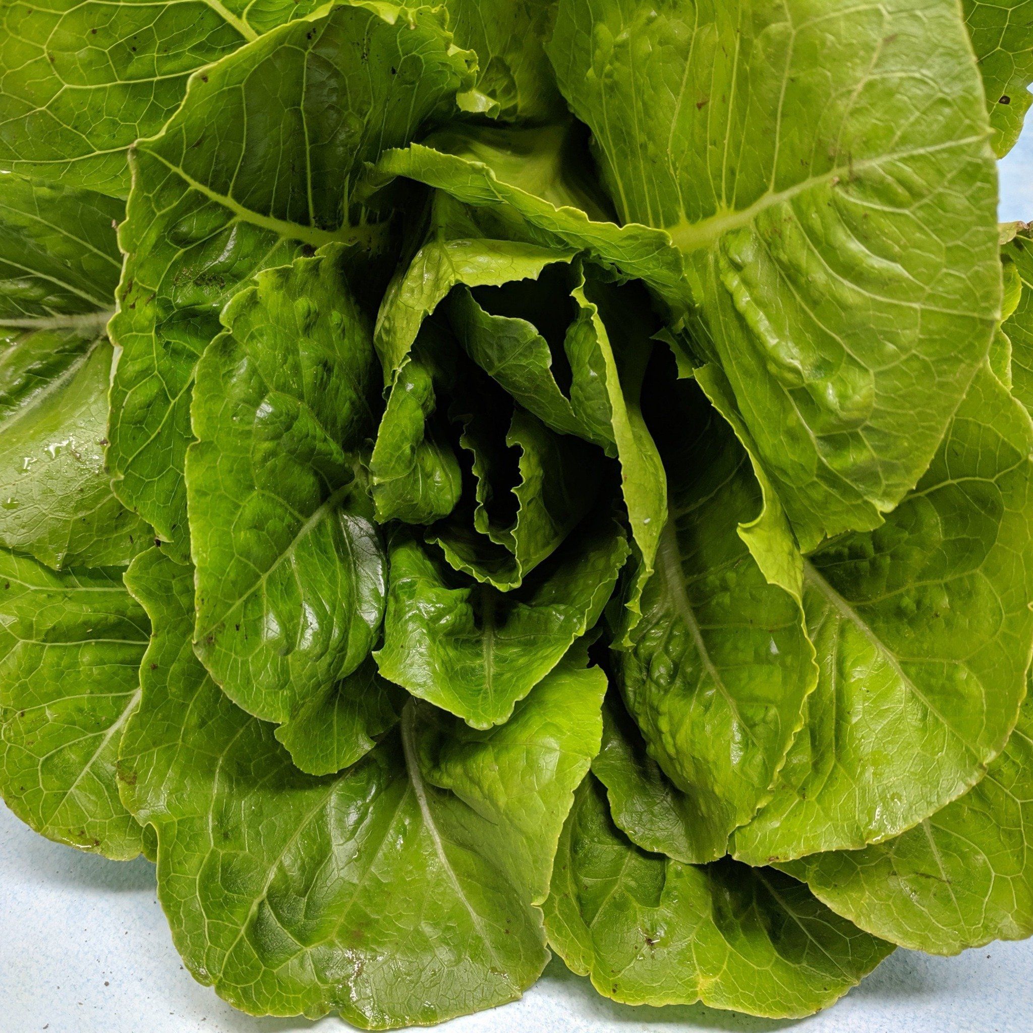 Parris Island Cos Lettuce vendor-unknown