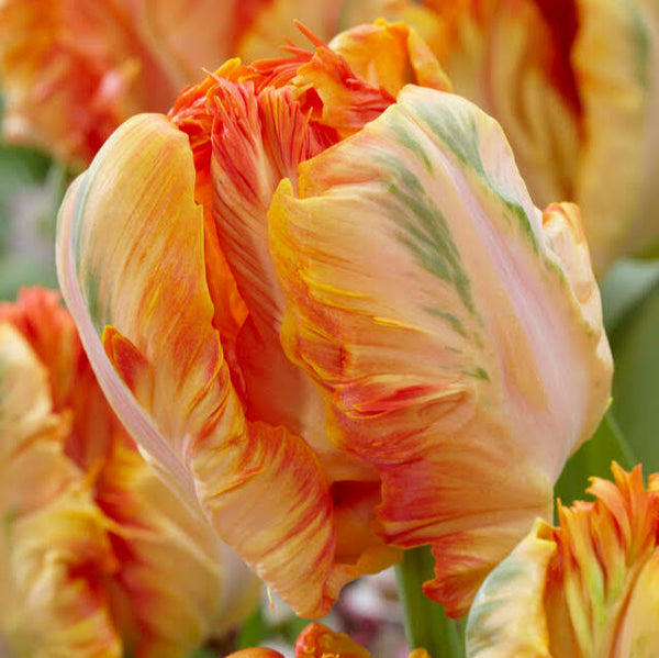 Tulip 'Parrot King'