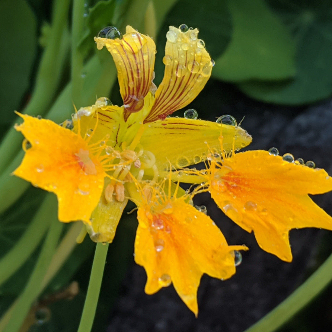 Phoenix Nasturtium vendor-unknown