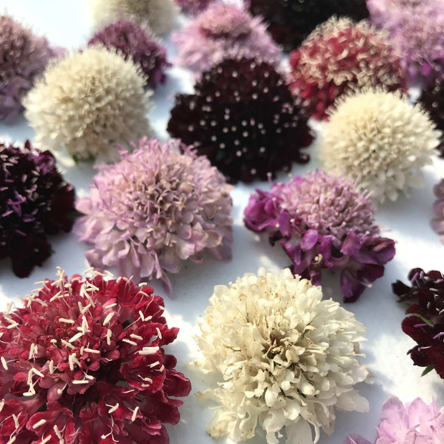 Pincushion Flower Mix vendor-unknown