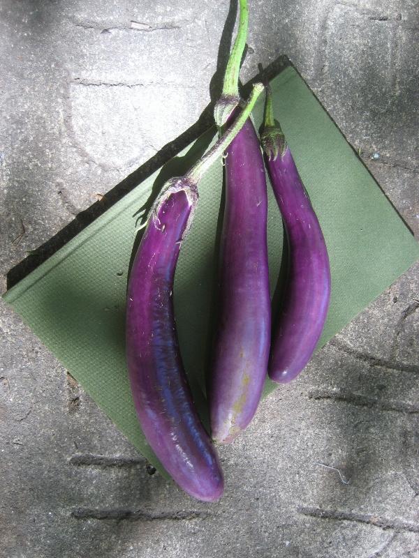 Ping Tung Eggplant vendor-unknown