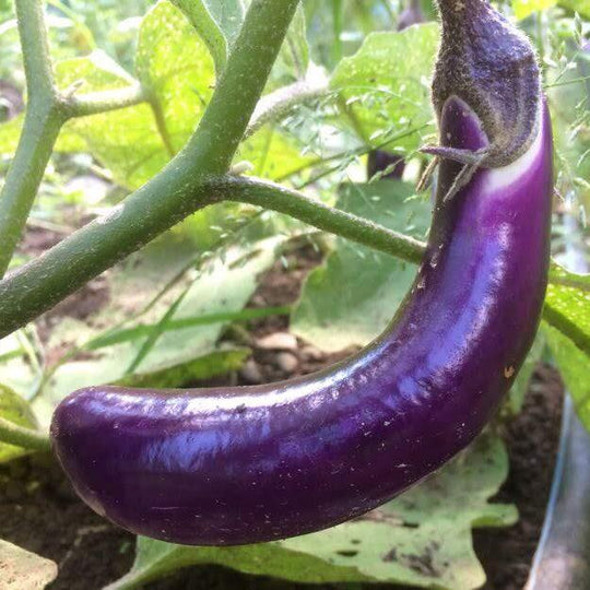 Ping Tung Eggplant