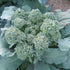 Piracicaba Broccoli vendor-unknown