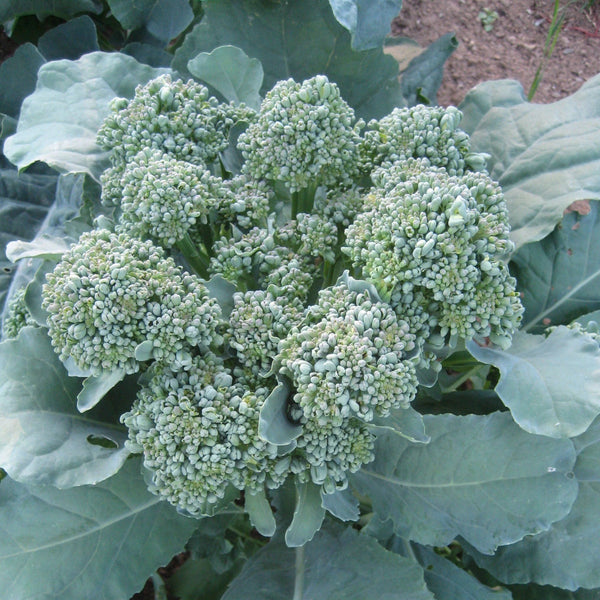 Piracicaba Broccoli vendor-unknown