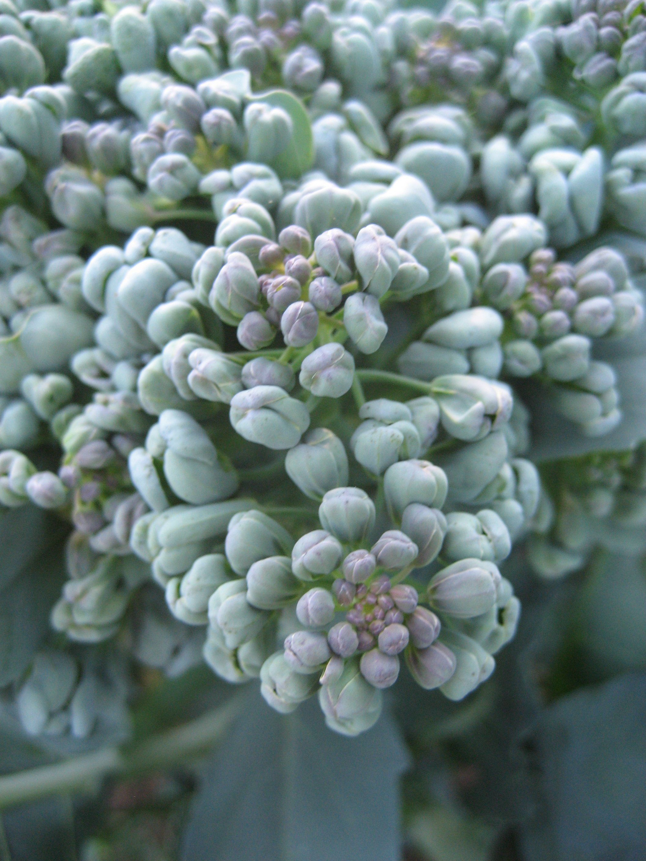 Piracicaba Broccoli vendor-unknown