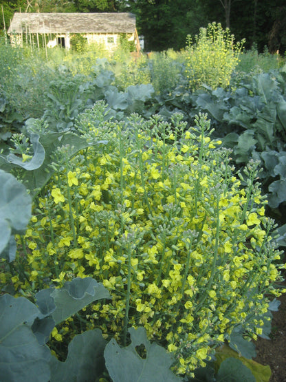 Piracicaba Broccoli vendor-unknown