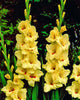 Platini Gladiolus