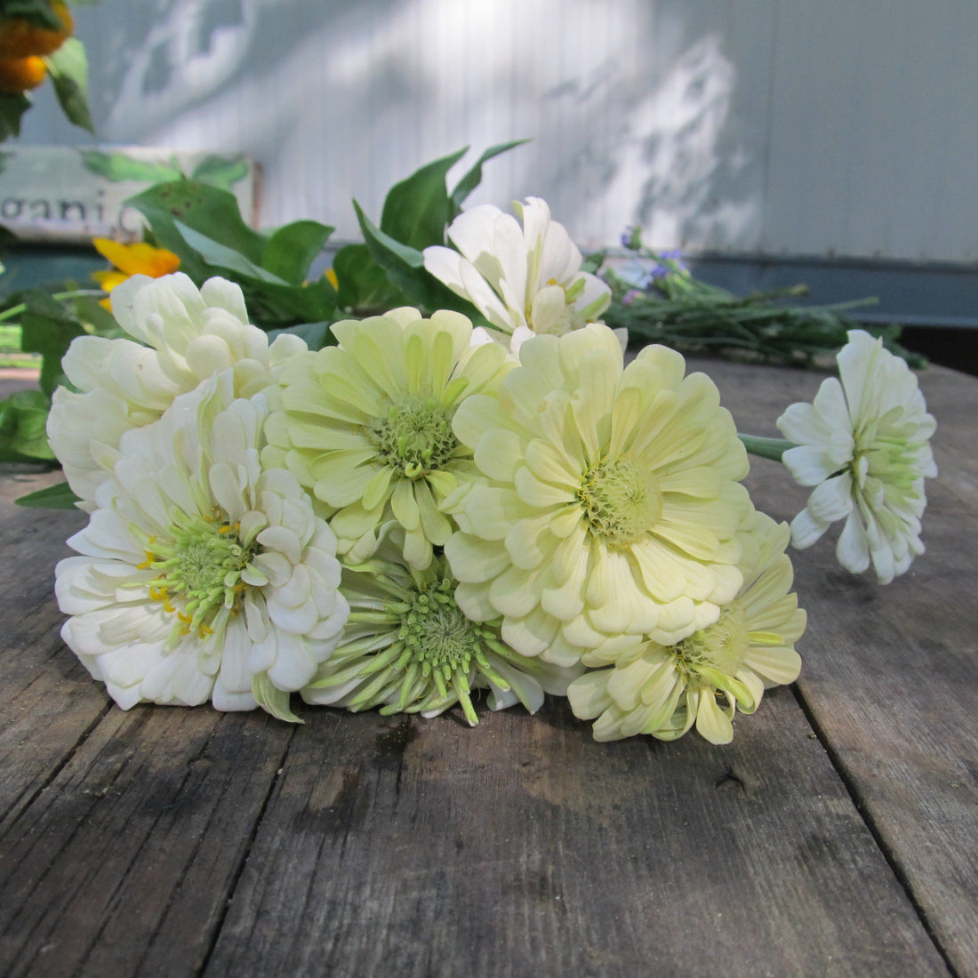 Polar Bear Zinnia vendor-unknown