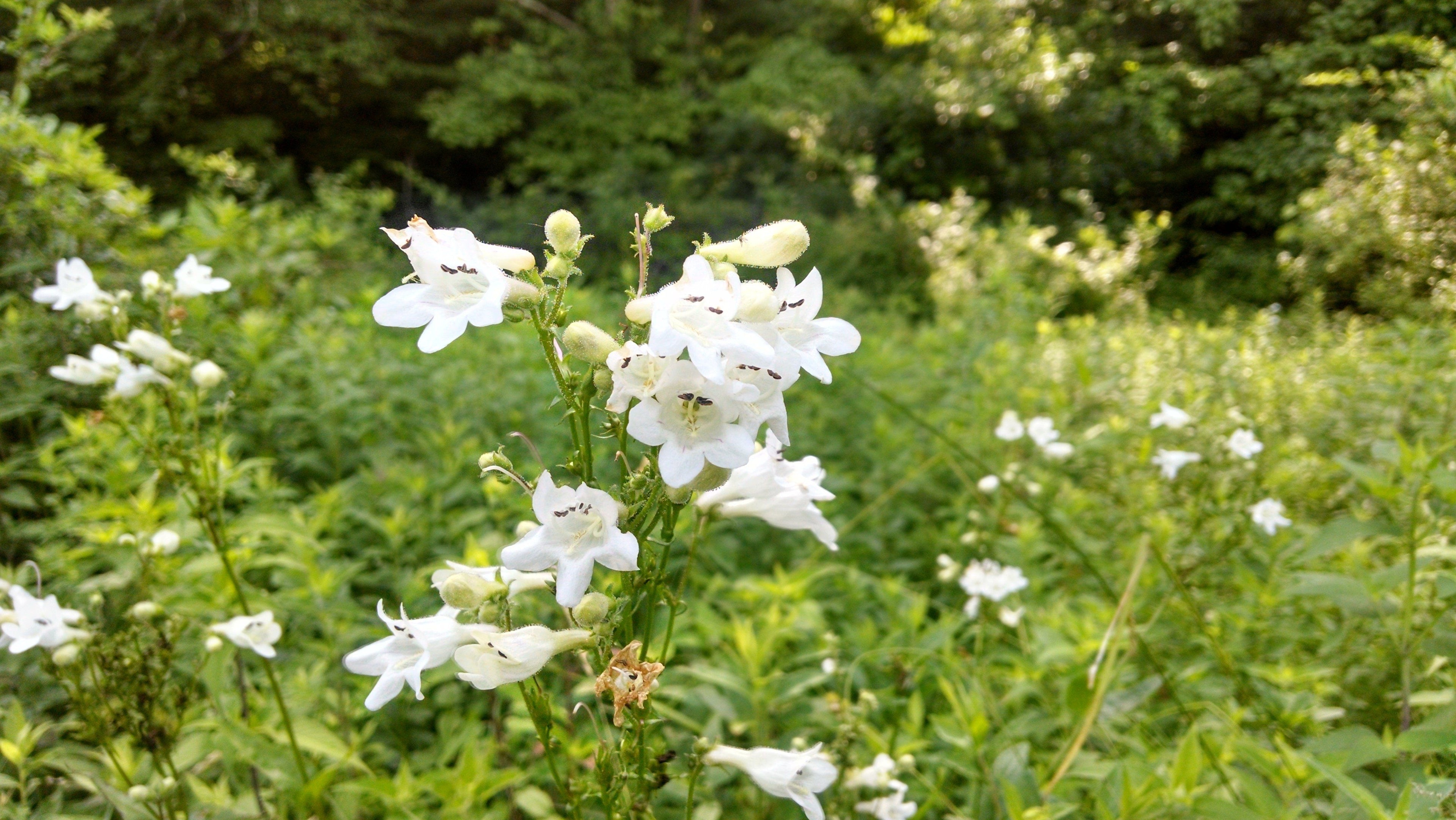 Pollinator Petal Patch vendor-unknown