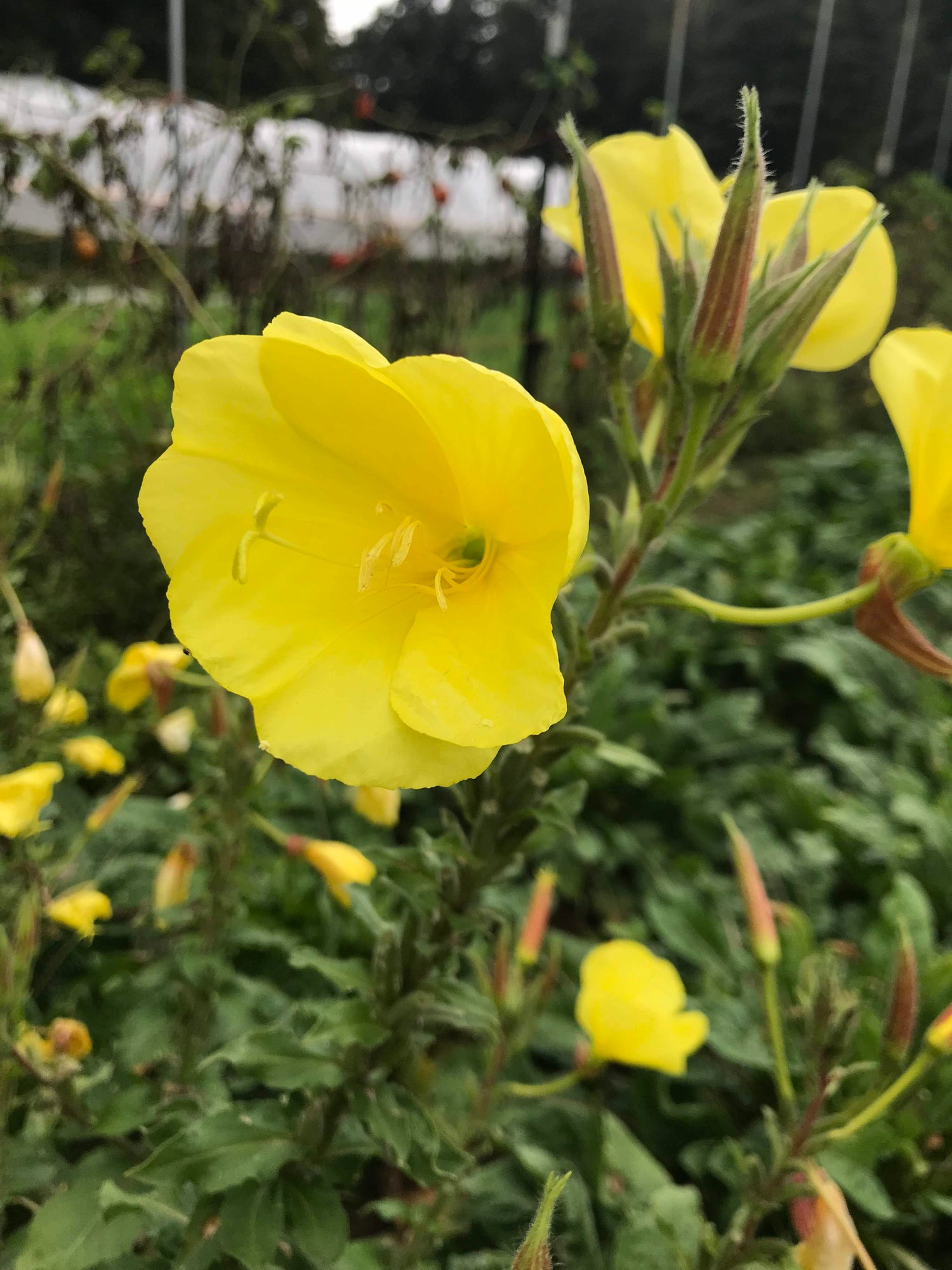 Pollinator Petal Patch vendor-unknown