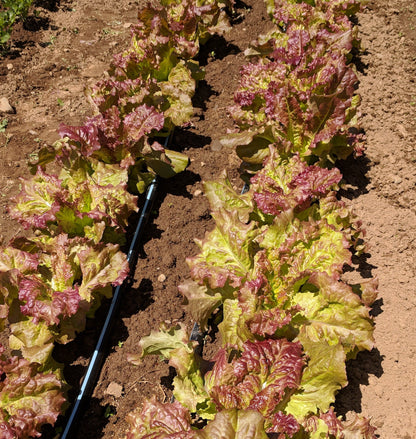 Prizehead Lettuce vendor-unknown