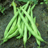 Provider Bush Green Bean vendor-unknown