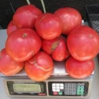 Prudens Purple Tomato vendor-unknown