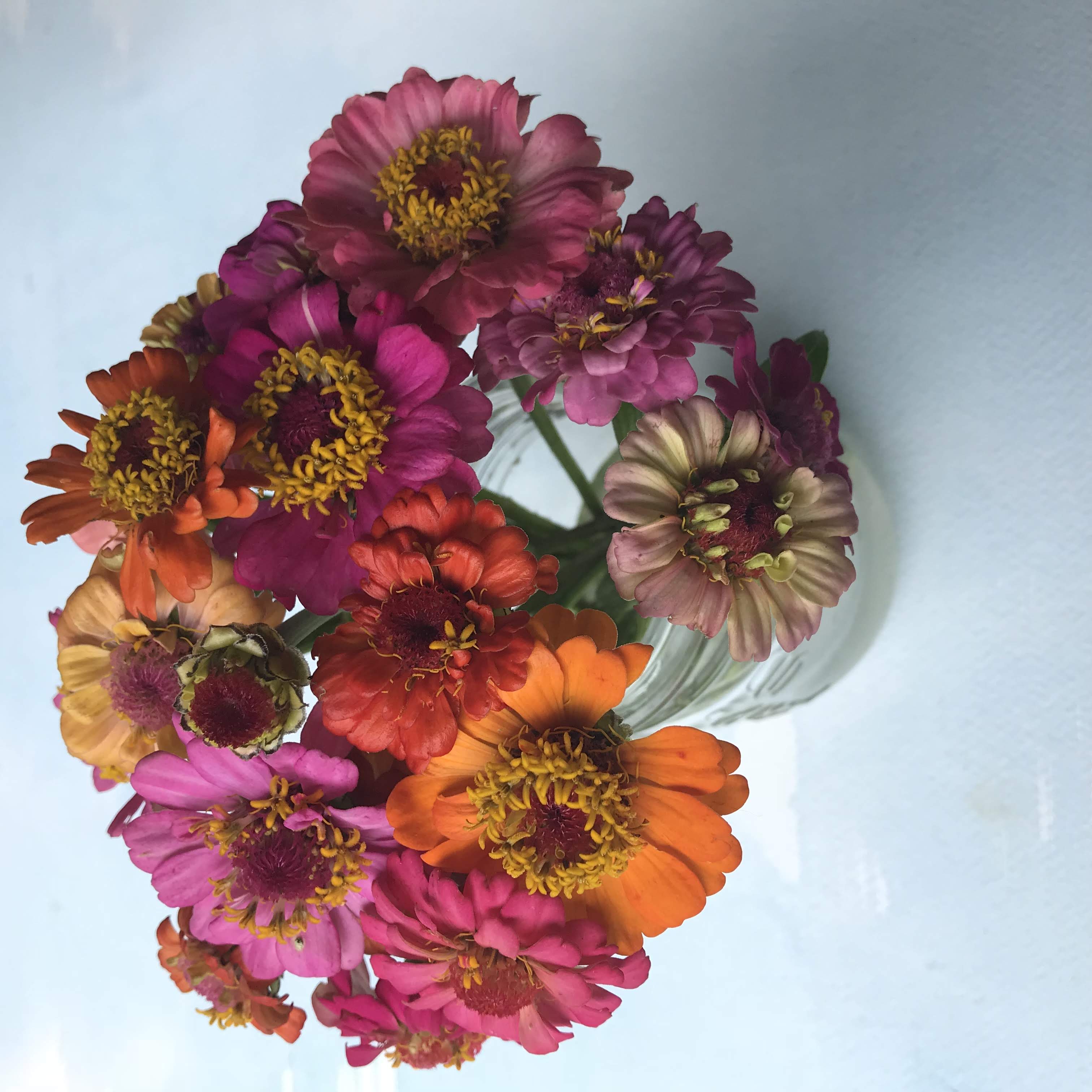 Pumila Mix Zinnia