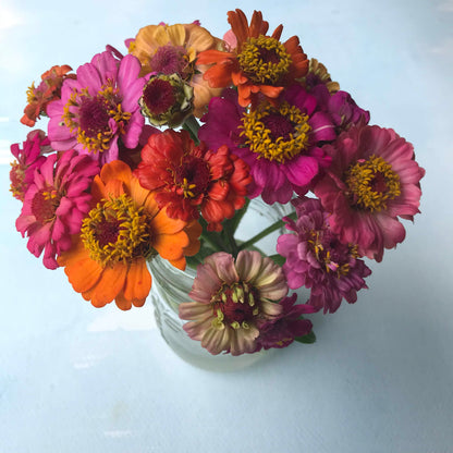 Pumila Mix Zinnia