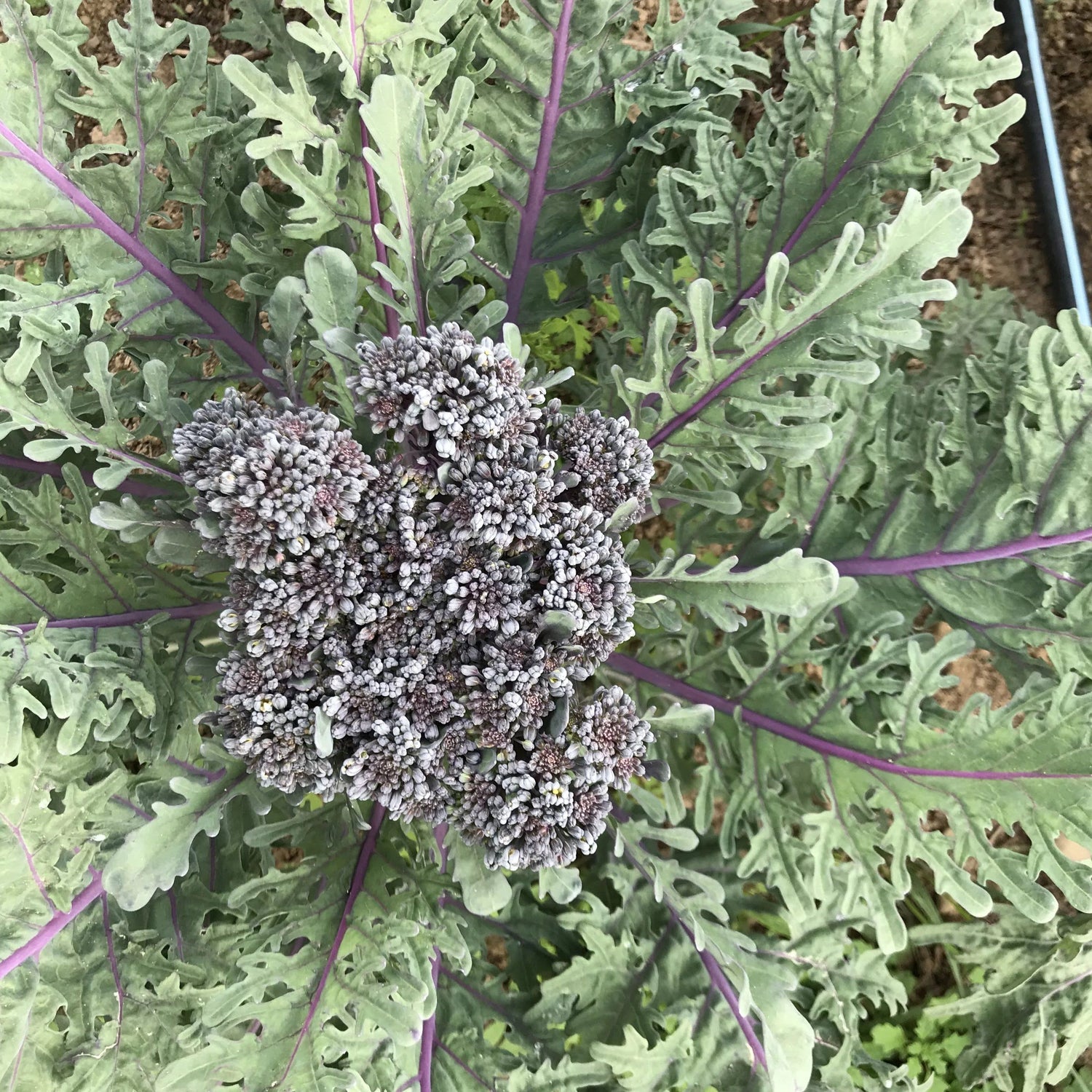 Purple Peacock Broccoli vendor-unknown