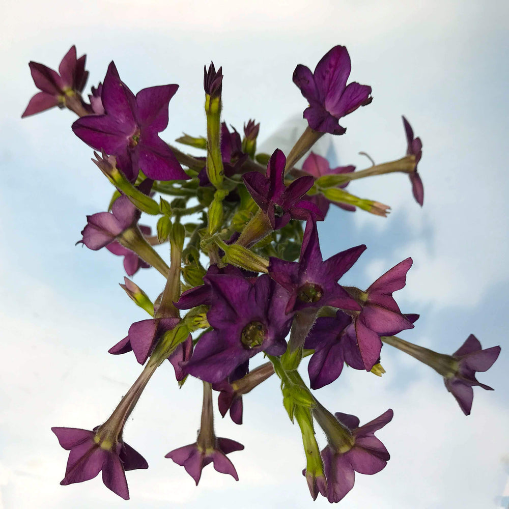 Purple Perfume Nicotiana
