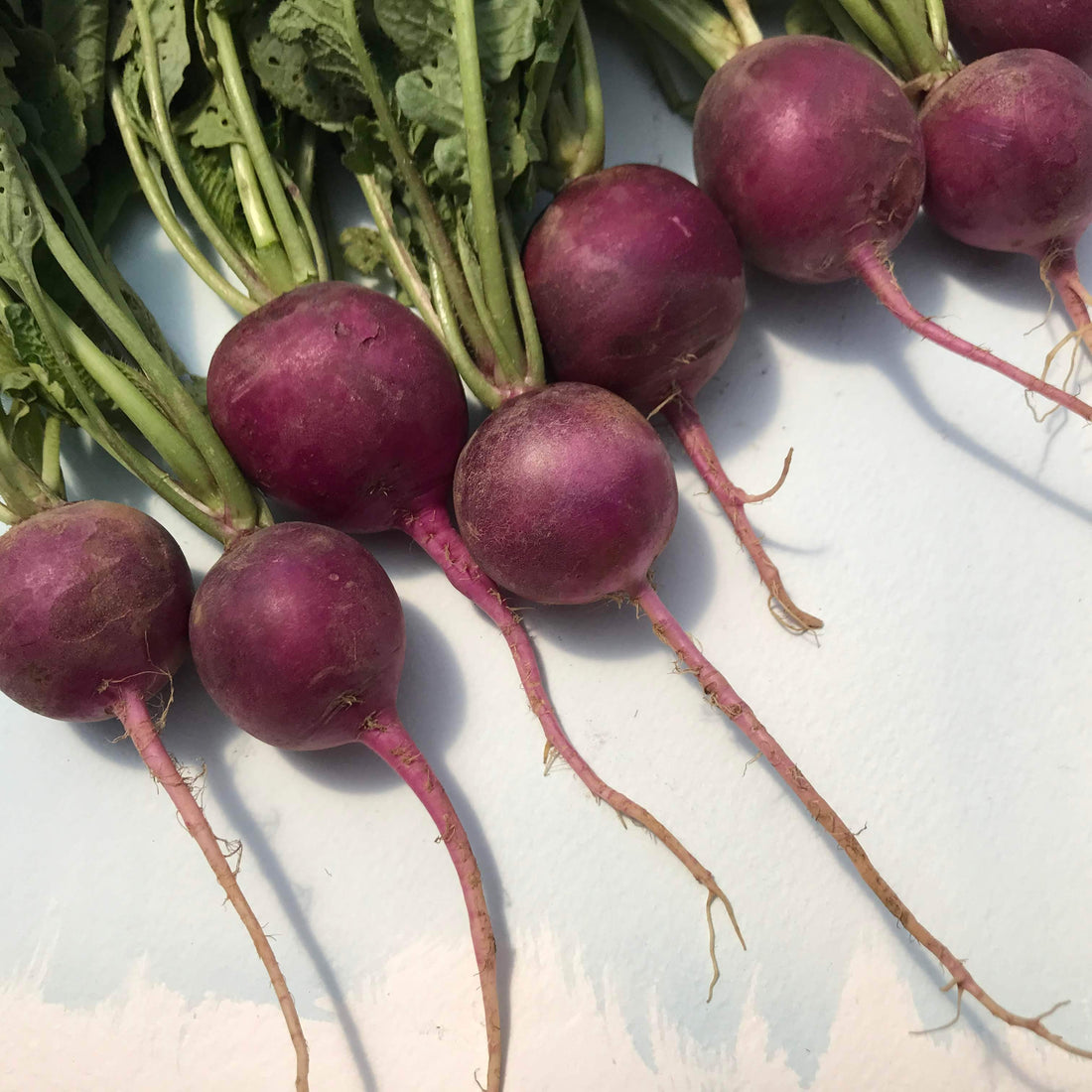 Purple Plum Radish vendor-unknown