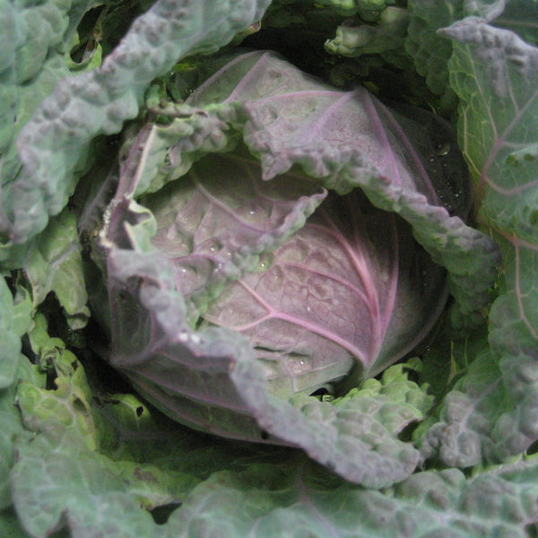 Purple Savoy Cabbage vendor-unknown