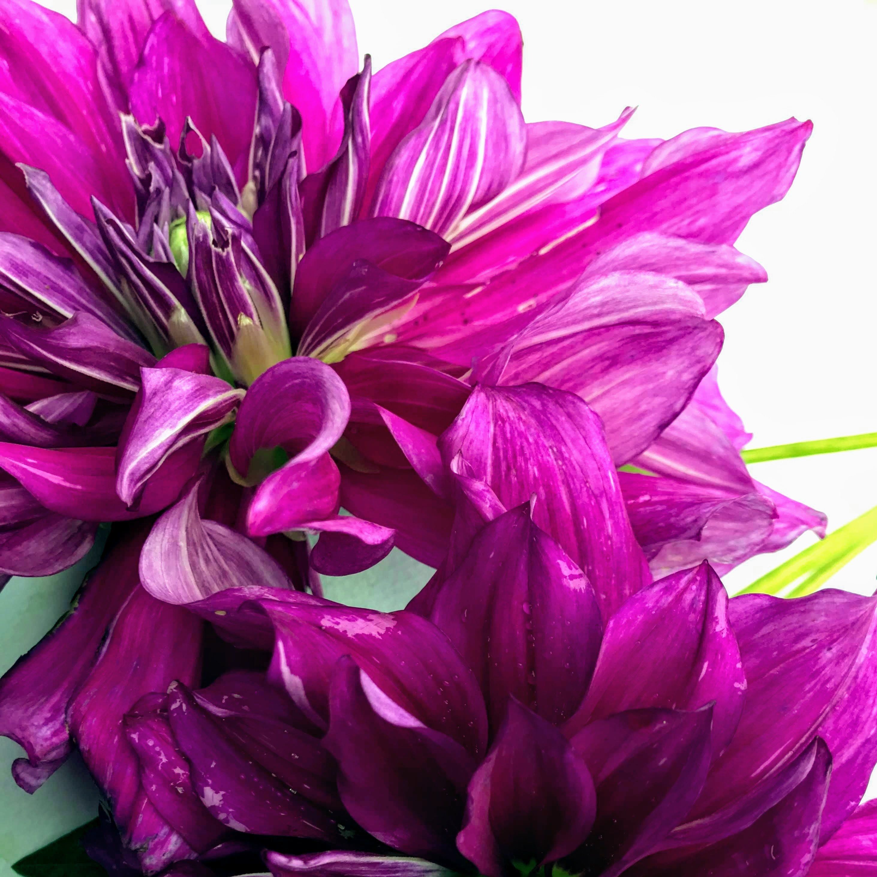 Purple Taiheijo Dahlia Tuber vendor-unknown